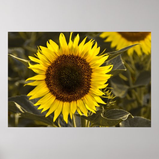 Poster Zonnebloem Op Het Veld Foto (Voorkant)