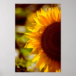 Poster Zonnebloem Op Het Veld Fotografie