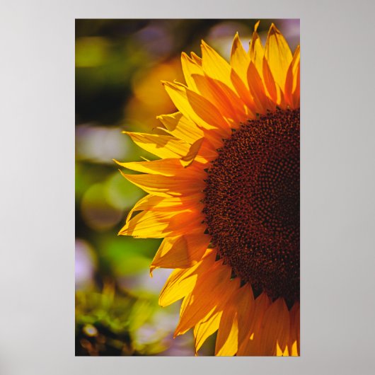 Poster Zonnebloem Op Het Veld Fotografie (Voorkant)