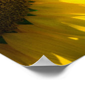 Poster Zonnebloem Op Het Veld Fotografie (Hoek)