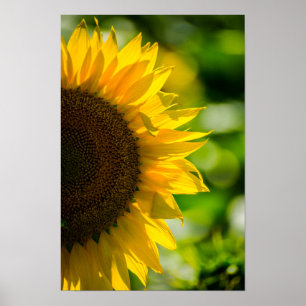 Poster Zonnebloem Op Het Veld Fotografie