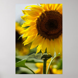 Poster - Zonnebloem Zomerpracht