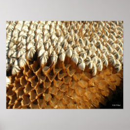 Poster - zonnebloempitten