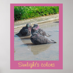 Poster - Zonnelichtkleuren