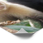 Poster zwart-wit Capuccin monkey, wit (Hoek)