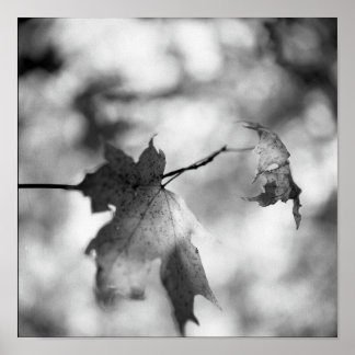 Poster zwart-witherfst Wonderland