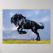 Poster - Zwarte Friesian Horse die vrij rijdt (Voorkant)
