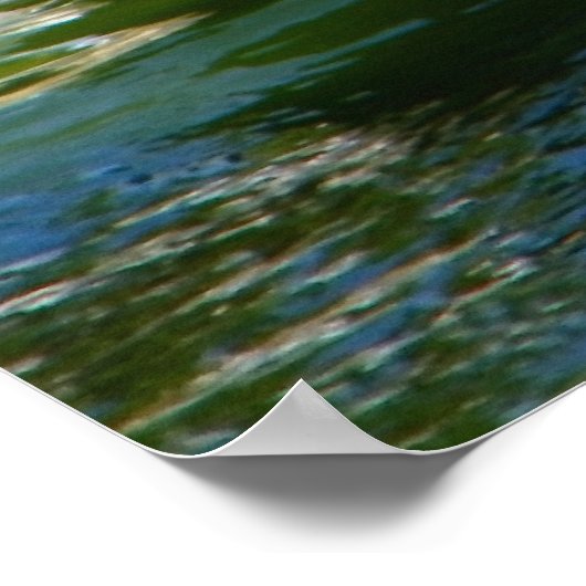 Poster zwarte zwanen (Hoek)