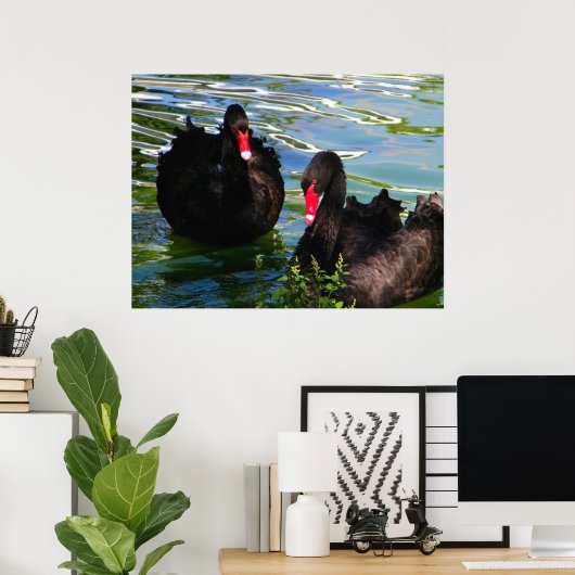Poster zwarte zwanen (Thuiskantoor)