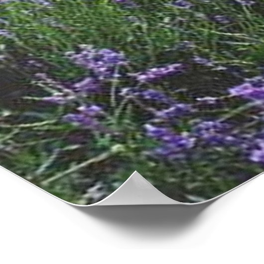 Posterbank in lavendel poster (Hoek)