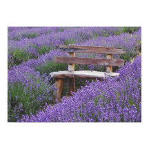 Posterbank in lavendel