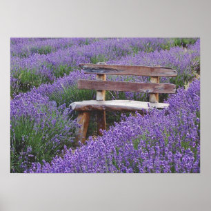 Posterbank in lavendel poster