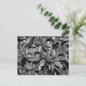 Posterd Laurel, Aucuba Japonica - (B&W) Briefkaart (Staand voorkant)