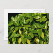 Posterd Laurel, Aucuba Japonica Briefkaart (Voorkant / Achterkant)