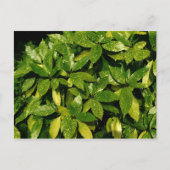 Posterd Laurel, Aucuba Japonica Briefkaart (Voorkant)