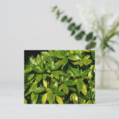 Posterd Laurel, Aucuba Japonica Briefkaart (Staand voorkant)