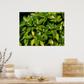 Posterd Laurel, Aucuba Japonica Poster (Keuken)