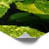 Posterd Laurel, Aucuba Japonica Poster (Hoek)