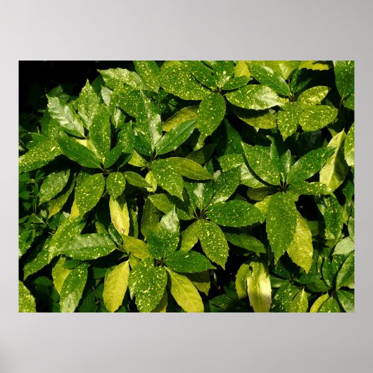 Posterd Laurel, Aucuba Japonica Poster (Voorkant)
