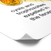 Posterdiagram Giardia Levenscyclus Parasiet Poster (Hoek)