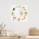Posterdiagram Giardia Levenscyclus Parasiet Poster (Keuken)