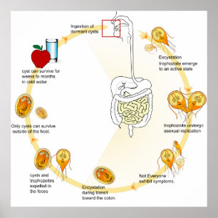 Posterdiagram Giardia Levenscyclus Parasiet Poster