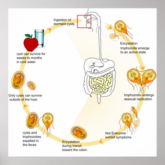 Posterdiagram Giardia Levenscyclus Parasiet Poster (Voorkant)
