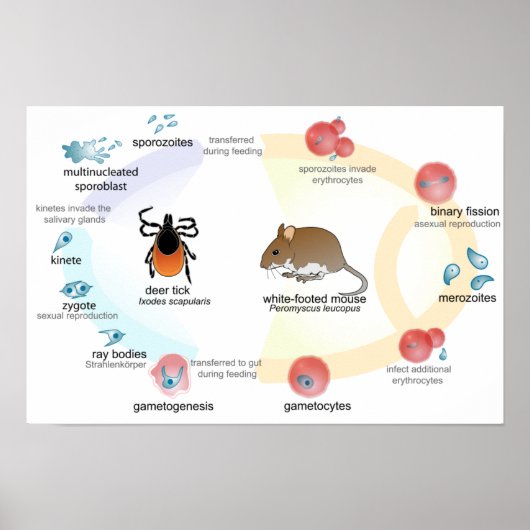 Posterdiagram levenscyclus Babesia microti Poster (Voorkant)