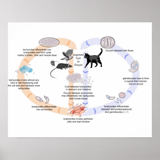 Posterdiagram levenscyclus van Toxoplasma gondii Poster (Voorkant)