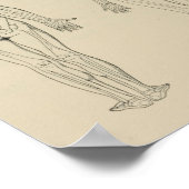 Posterieur Uitzicht Menselijk skelet Mannelijk Vro Poster (Hoek)