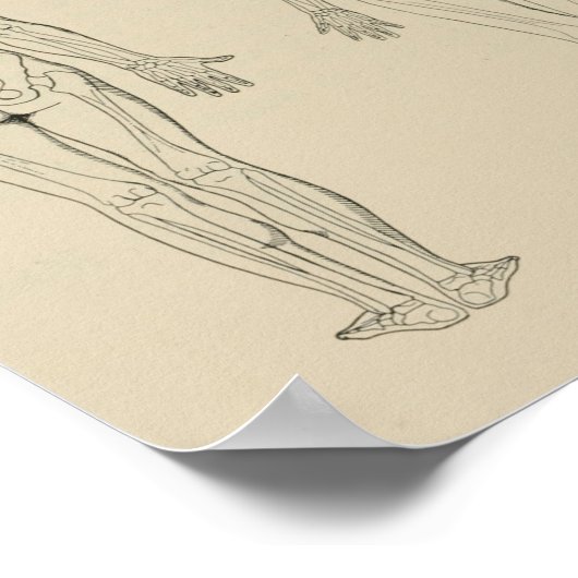 Posterieur Uitzicht Menselijk skelet Mannelijk Vro Poster (Hoek)