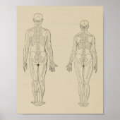 Posterieur Uitzicht Menselijk skelet Mannelijk Vro Poster (Voorkant)