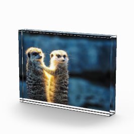 Posteringkat Fotoblokken