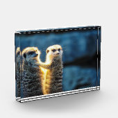 Posteringkat Fotoblokken (Links)