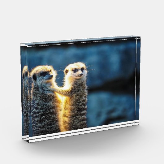 Posteringkat Fotoblokken (Links)