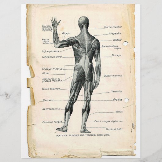 Posterior Muscles Flyer (Voorkant)