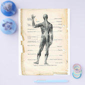 Posterior Muscles Flyer (Enkel)