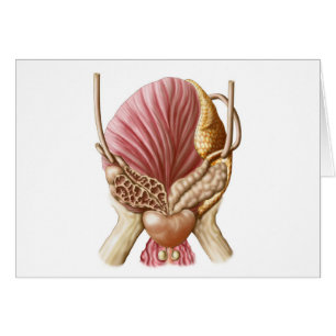 Posterior Uitzicht van urinaire blaas