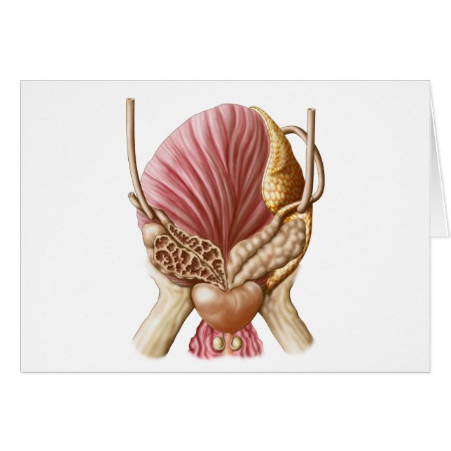 Posterior Uitzicht van urinaire blaas (Voorkant Horizontaal)