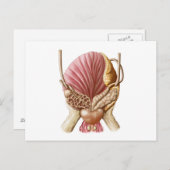 Posterior Uitzicht van urinaire blaas Briefkaart (Voorkant / Achterkant)