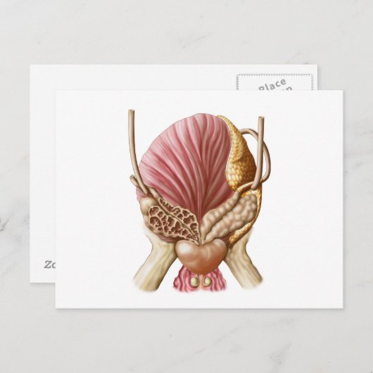 Posterior Uitzicht van urinaire blaas Briefkaart (Voorkant / Achterkant)