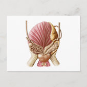 Posterior Uitzicht van urinaire blaas Briefkaart (Voorkant)