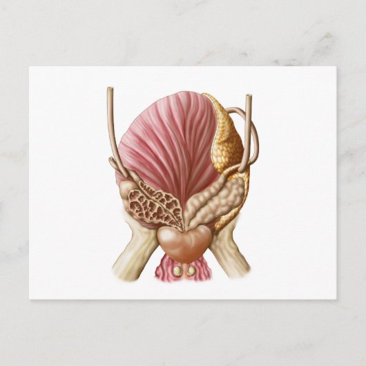 Posterior Uitzicht van urinaire blaas Briefkaart (Voorkant)