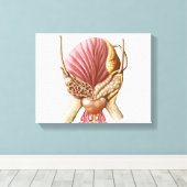 Posterior Uitzicht van urinaire blaas Canvas Afdruk (Insitu (Houten vloer))