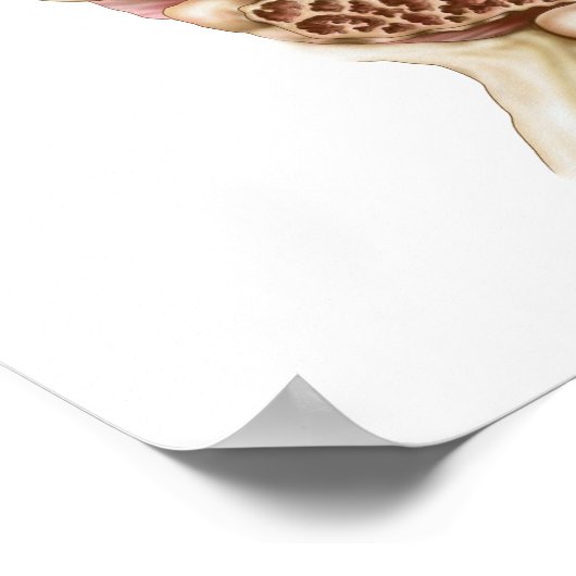 Posterior Uitzicht van urinaire blaas Poster (Hoek)