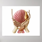 Posterior Uitzicht van urinaire blaas Poster (Voorkant)