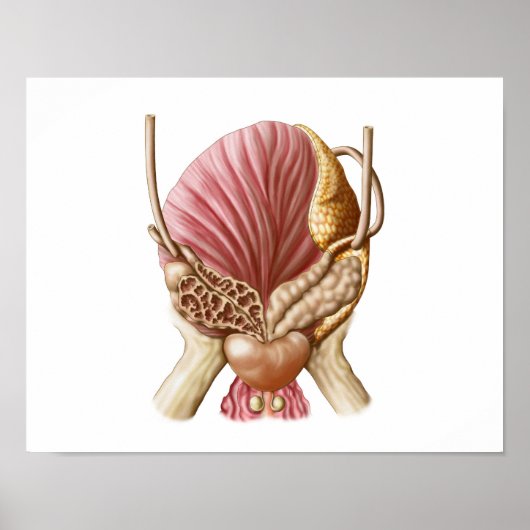 Posterior Uitzicht van urinaire blaas Poster (Voorkant)
