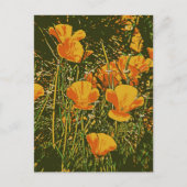 Posterized Poppies Briefkaart (Voorkant)