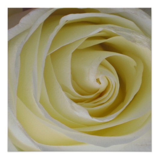 Posterprint Gele Roos Poster (Voorkant)