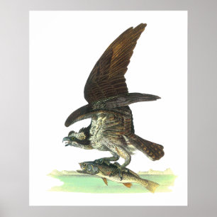 Posters/Afdruk: Osprey - John Audubon Poster